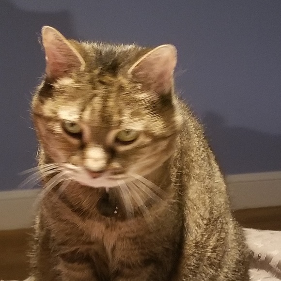 Meet your Posher, Phyllis - Picture 1 of 1